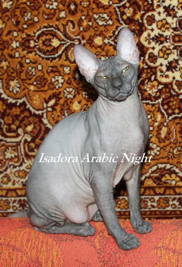 Isadora Arabic Night DSX, n, кошкa - Донские Сфинксы